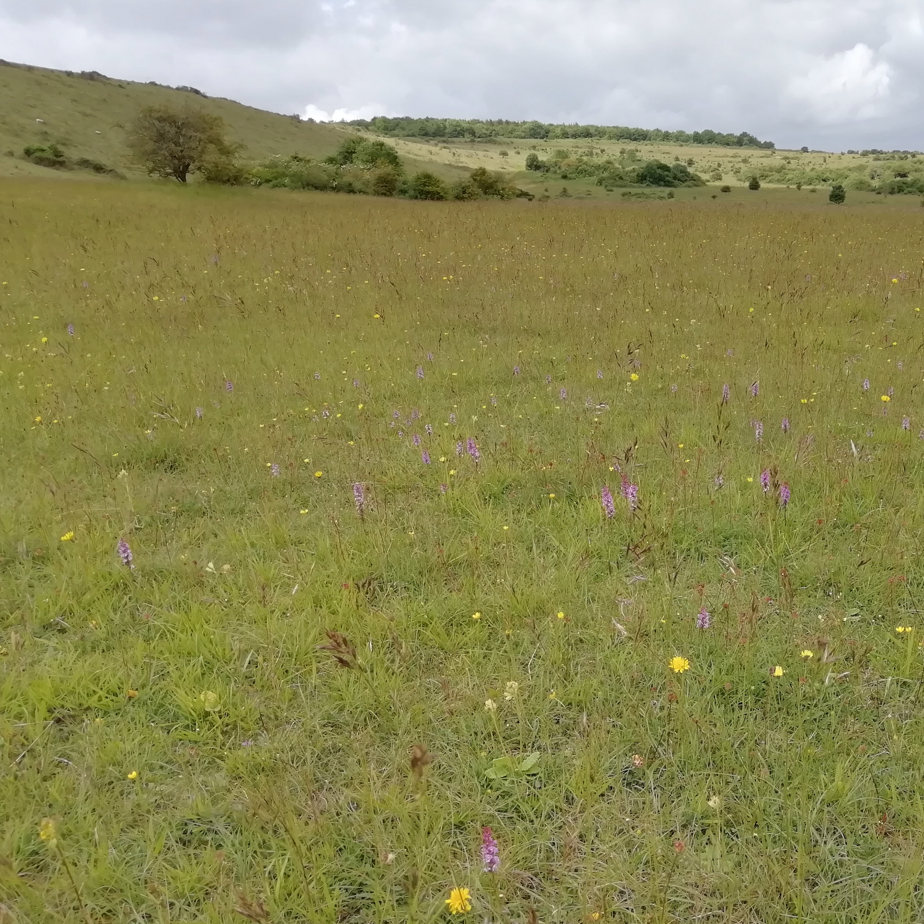 Discover the glorious sounds of an English summer on Martin Down in Hampshire