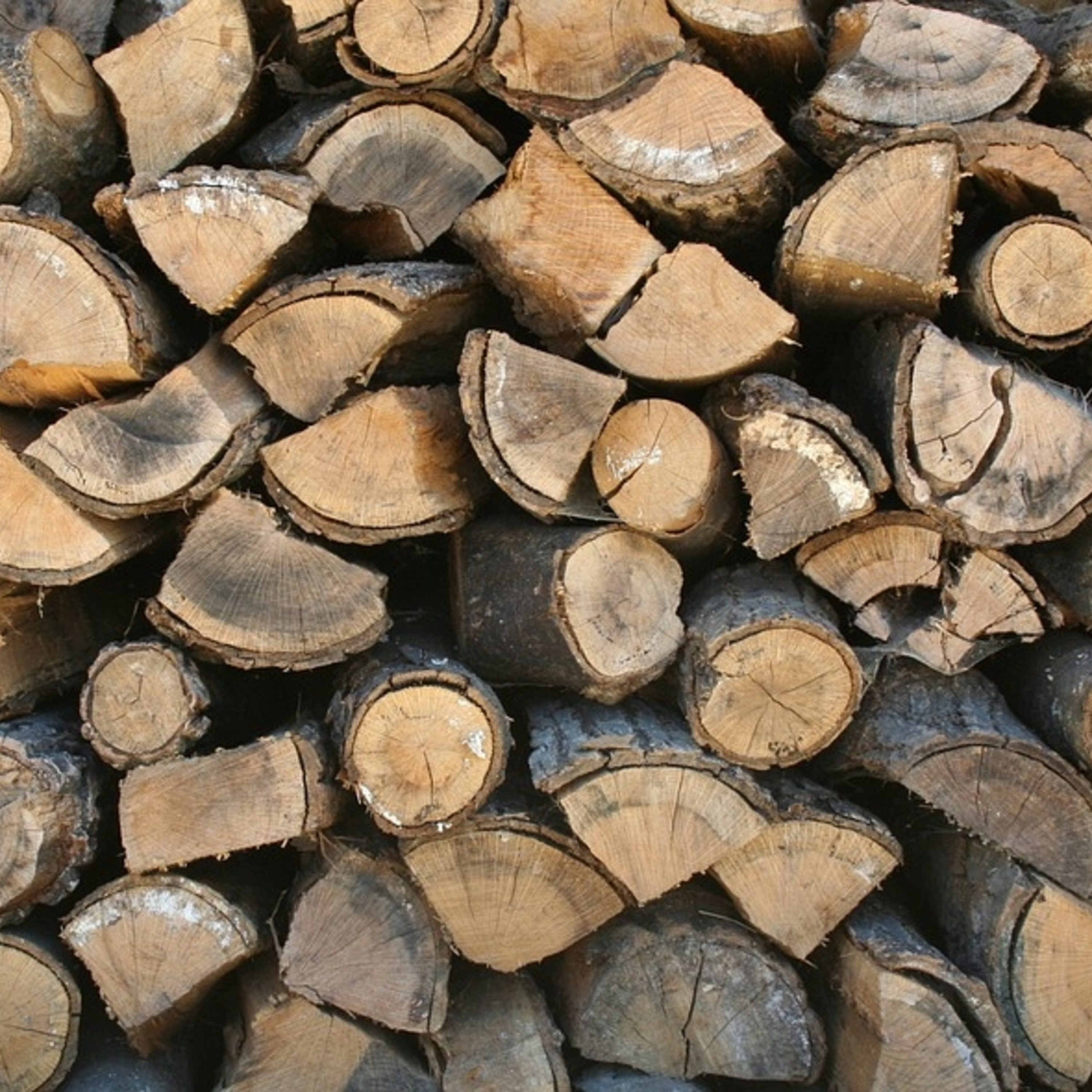 Episode 27: Does removing fallen wood from a forest impact Lyme disease risk?
