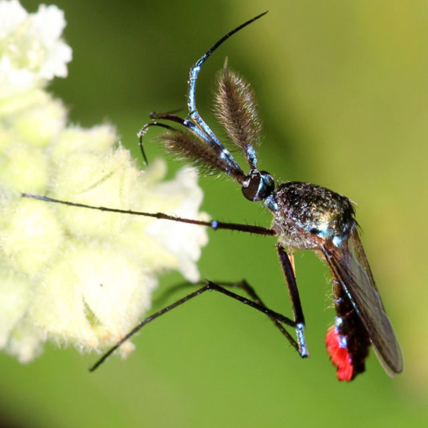Episode 24: Do mosquitoes bite each other?