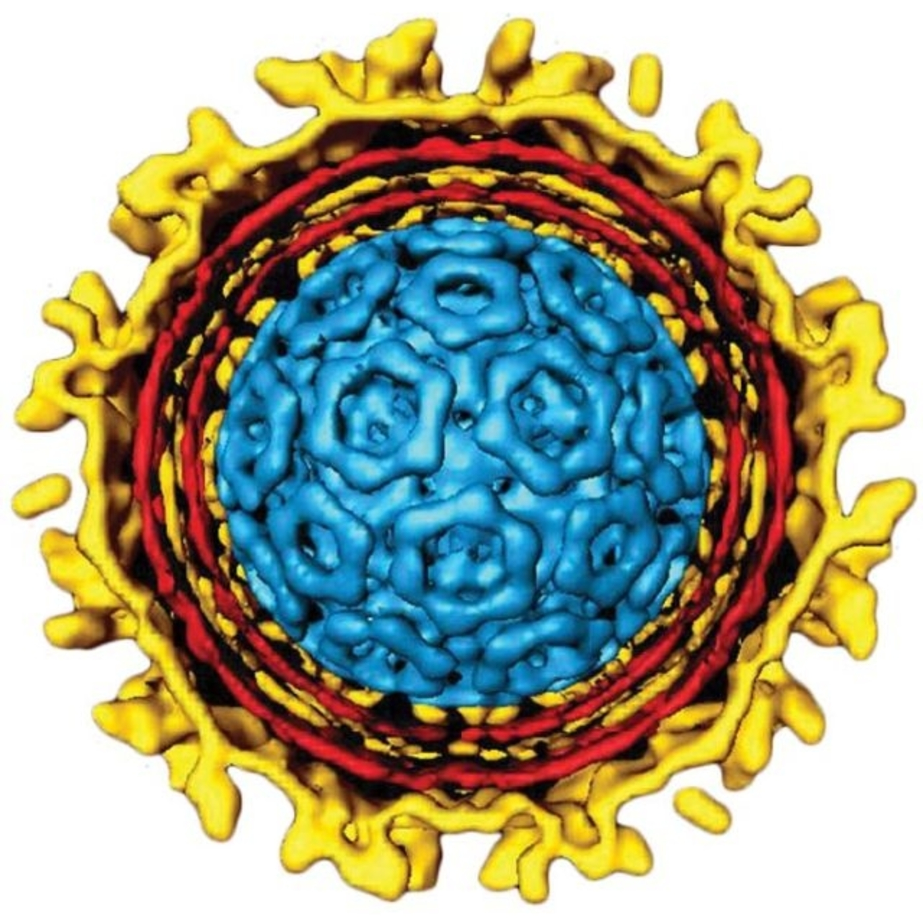 Episode 30: How are bacteria that live inside of mosquito’s cells, killing viruses?”