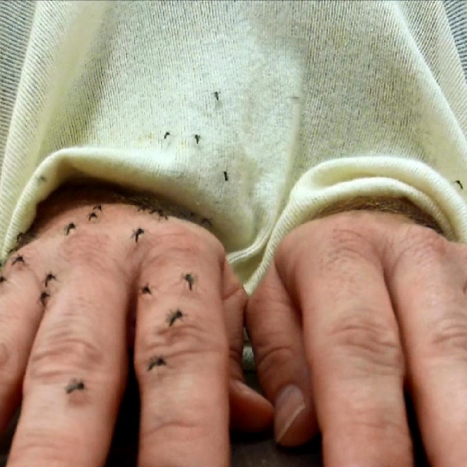 Episode 25: Why are some people eaten alive by mosquitoes, while others come away bite-free?