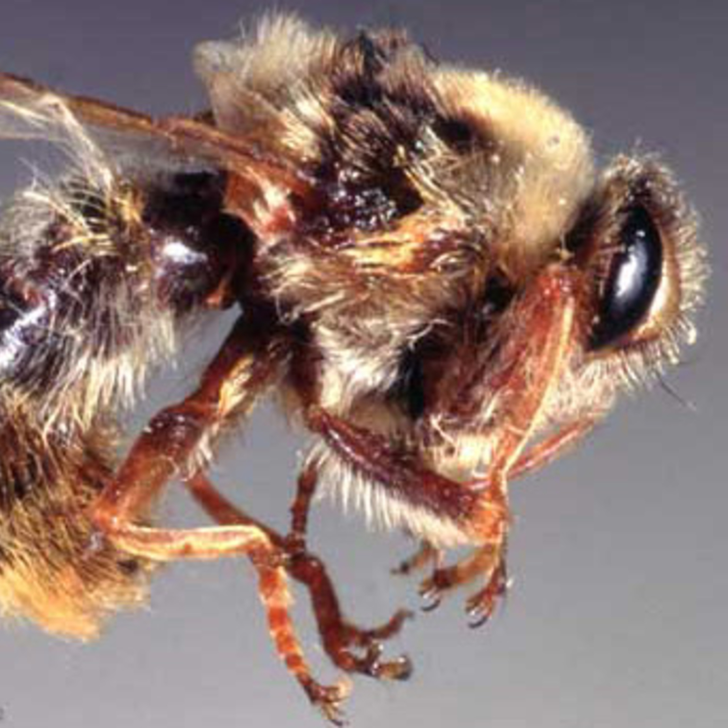 Episode 22: How can stomach bot flies live in such an inhospitable place? How do they breathe?