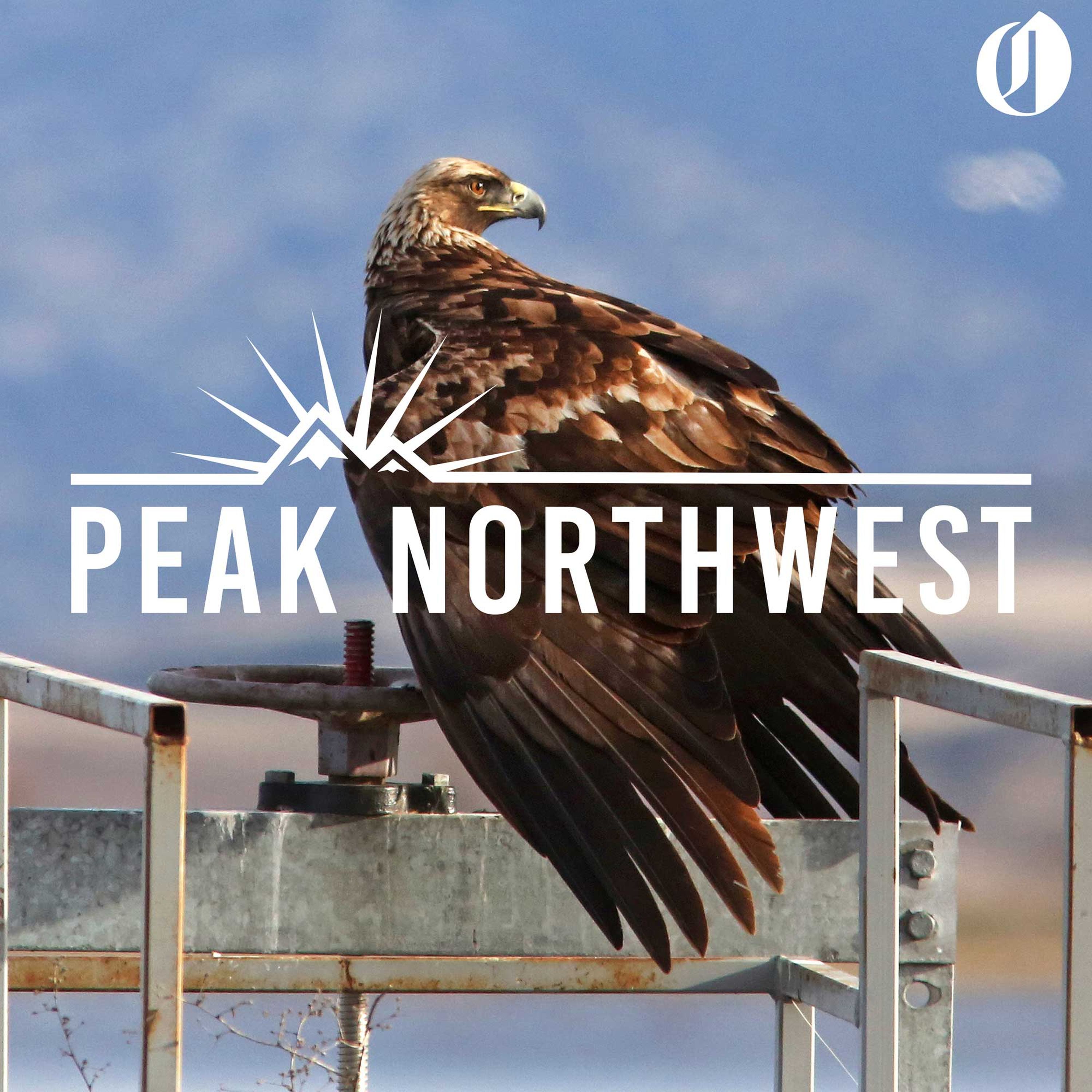 Spotting bald eagles in southern Oregon