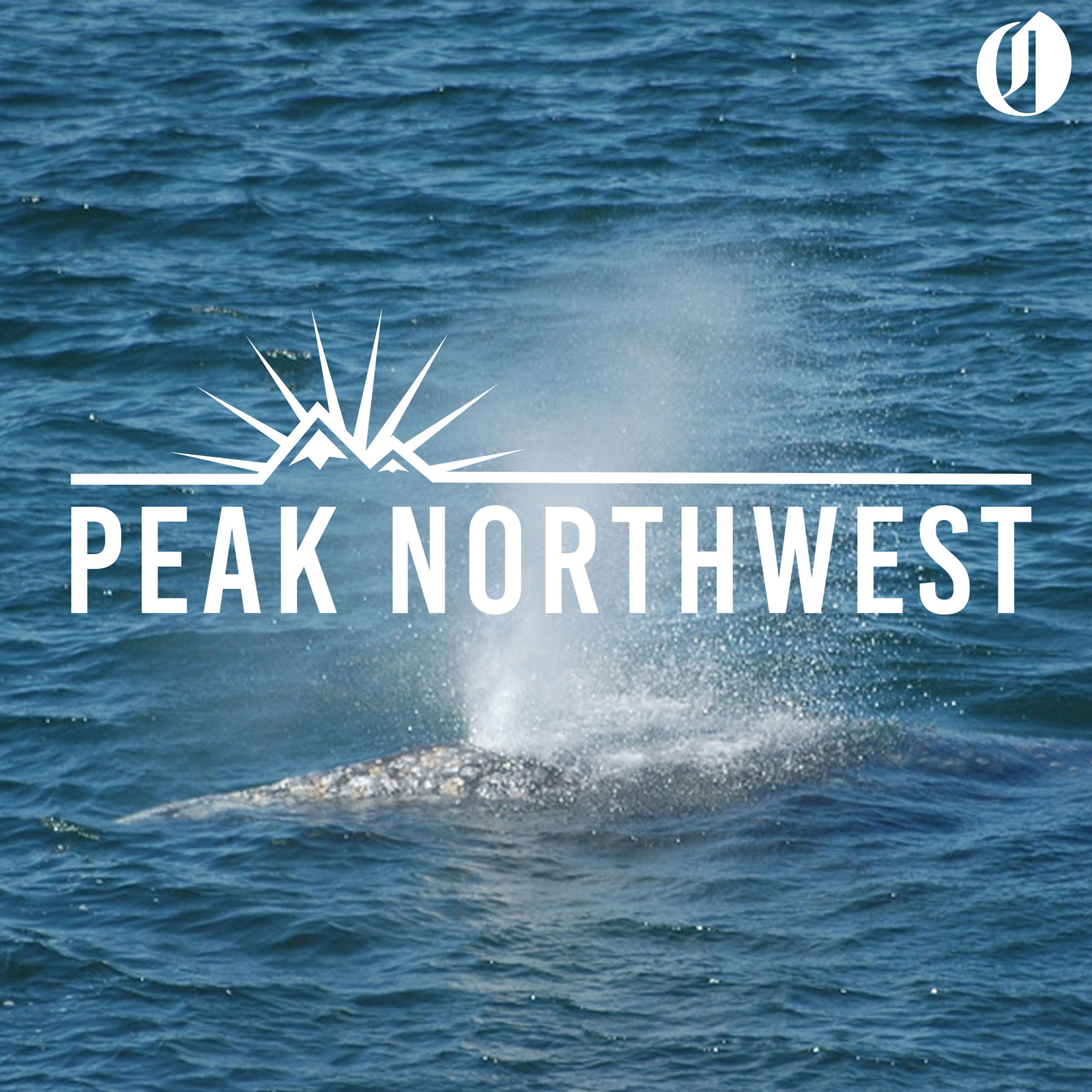 Watching whales on the Oregon coast