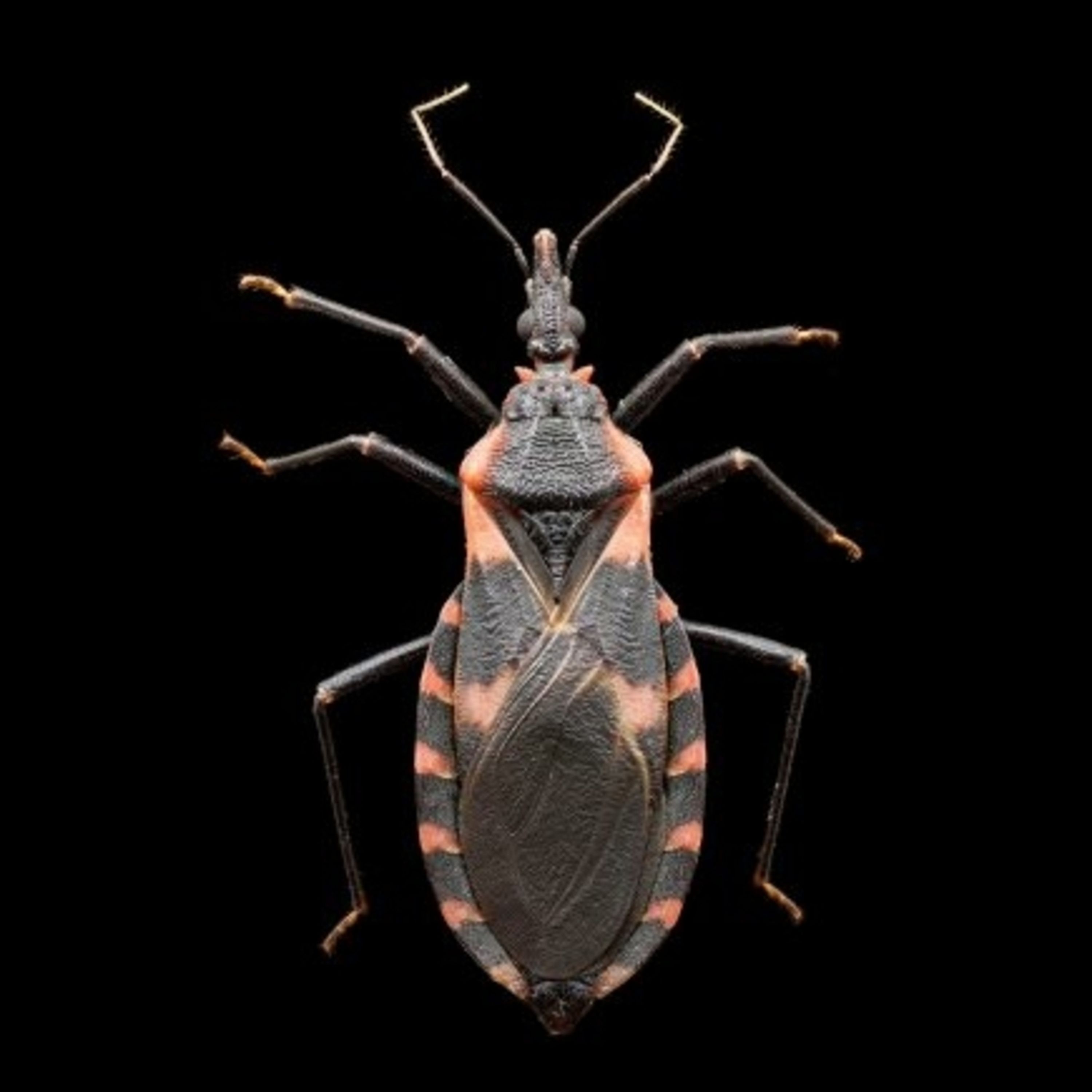 Episodio 32: Enfermedad de Chagas en los Estados Unidos