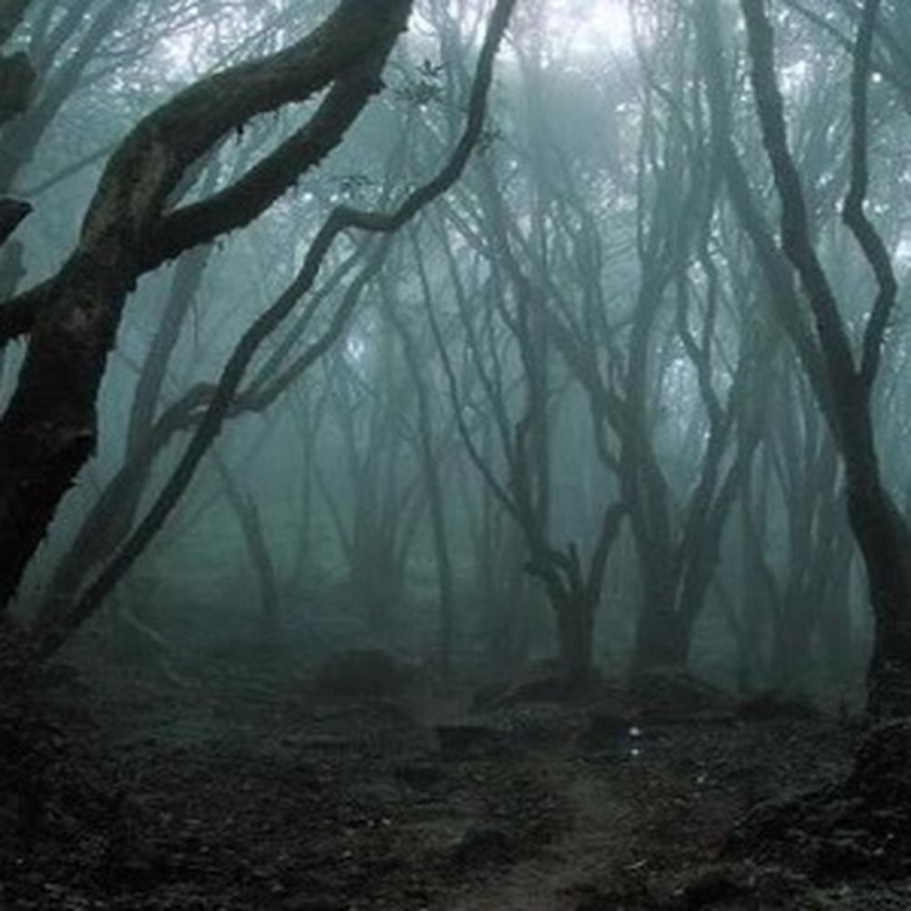 Ep 156 Hoia Baciu Forest History Goes Bump Podcast On Acast