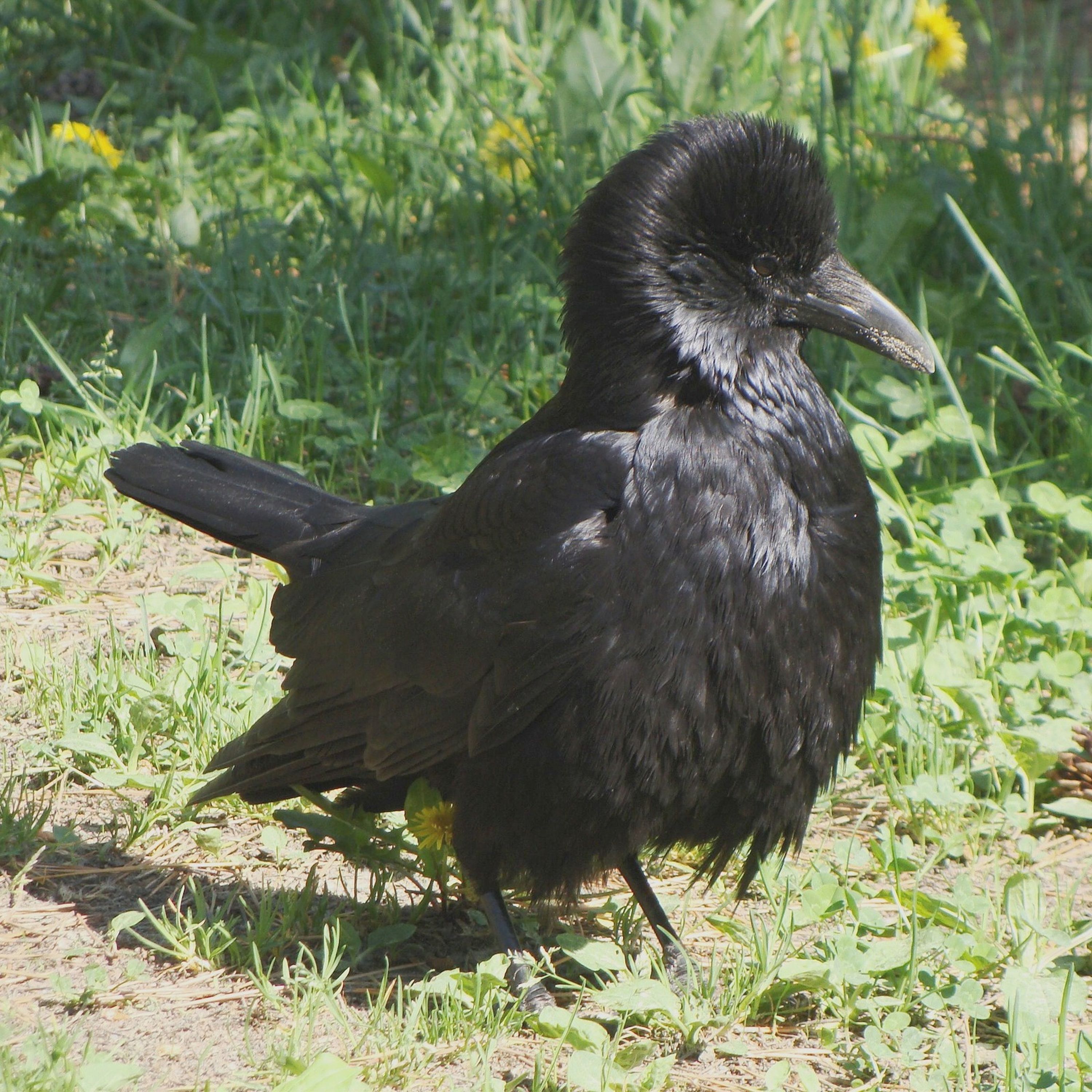 PODCAST EXTRA - Angry Crows Are Stalking Me