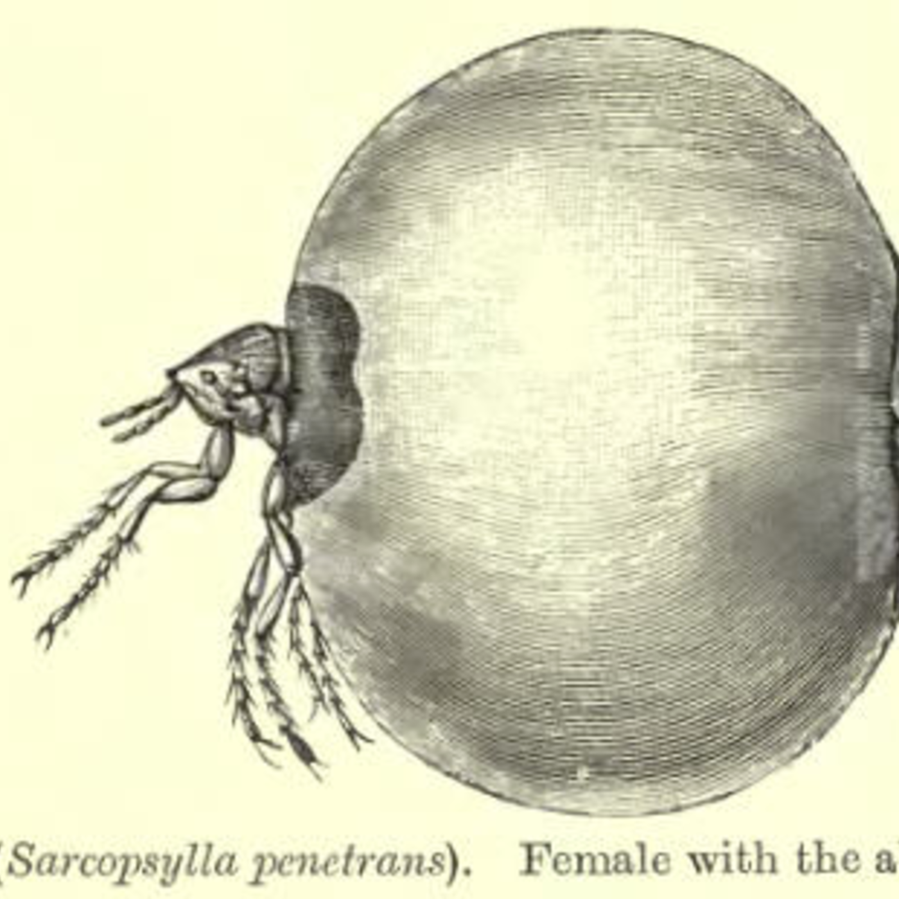 Episodio 33: Insectos chupadores de sangre y las razones racistas del por qué nunca has oído hablar de ellos.