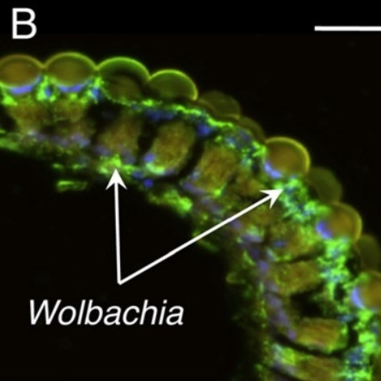 Episode 23: What is this new mosquito control technique called Wolbachia?