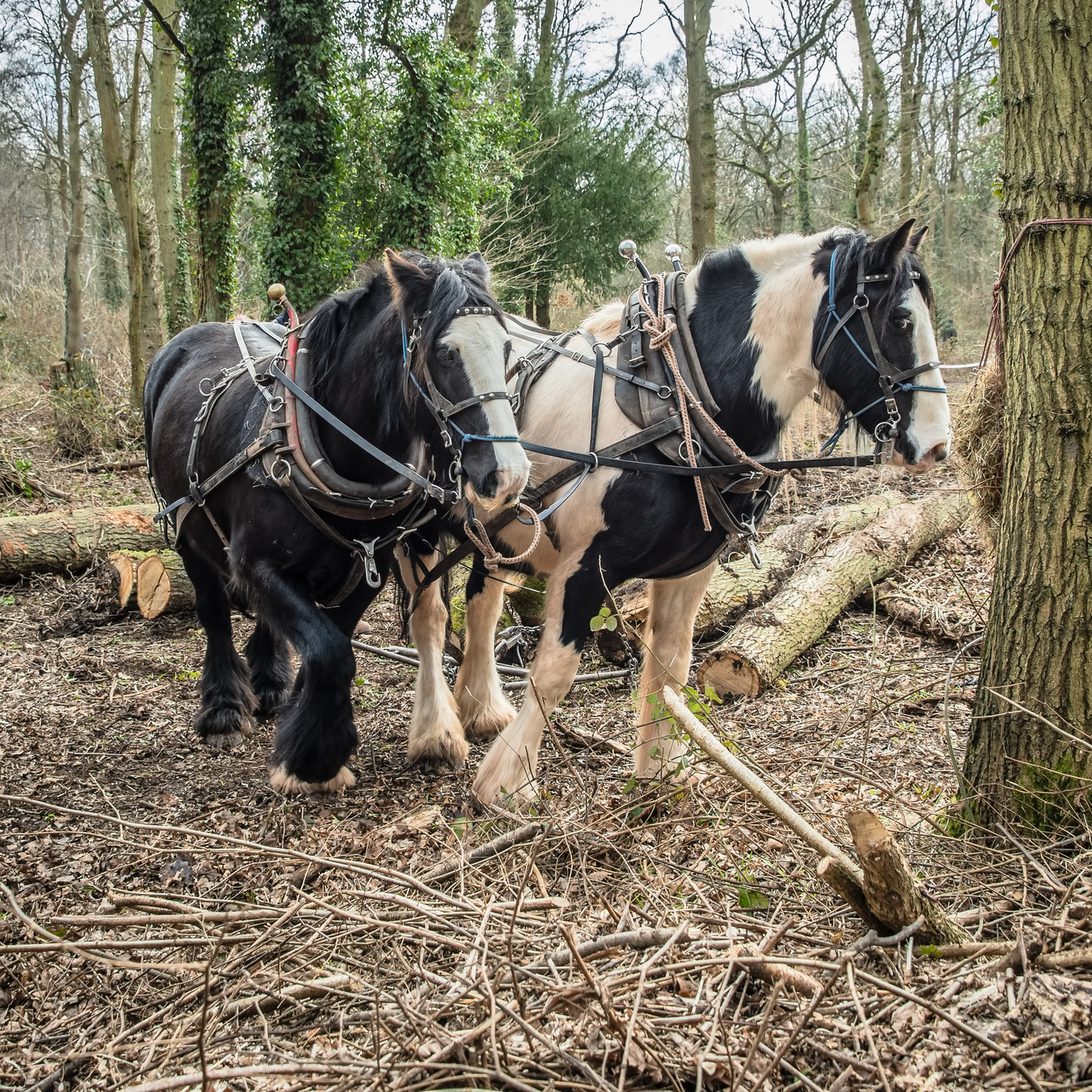 Can we manage our woodlands without machines? Meet the horse-logger and his four-legged sidekick