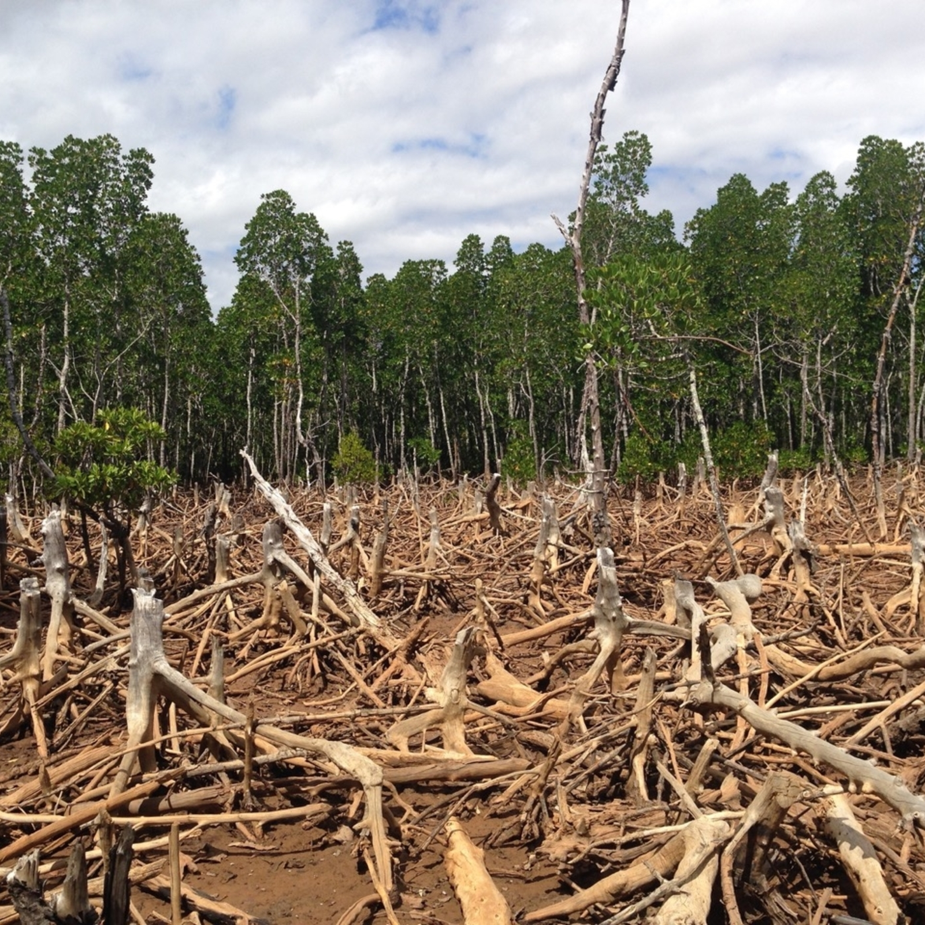 Episode 31: Connecting Deforestation and Disease