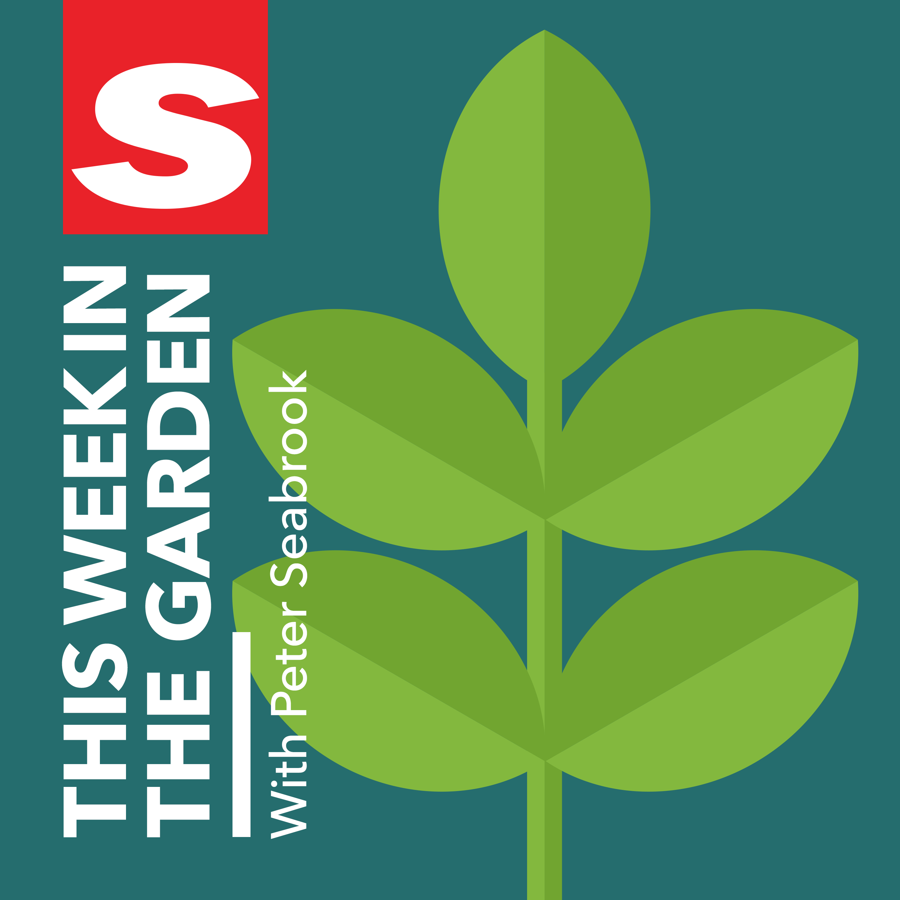 Beetroot blister and the strength of Syngenta