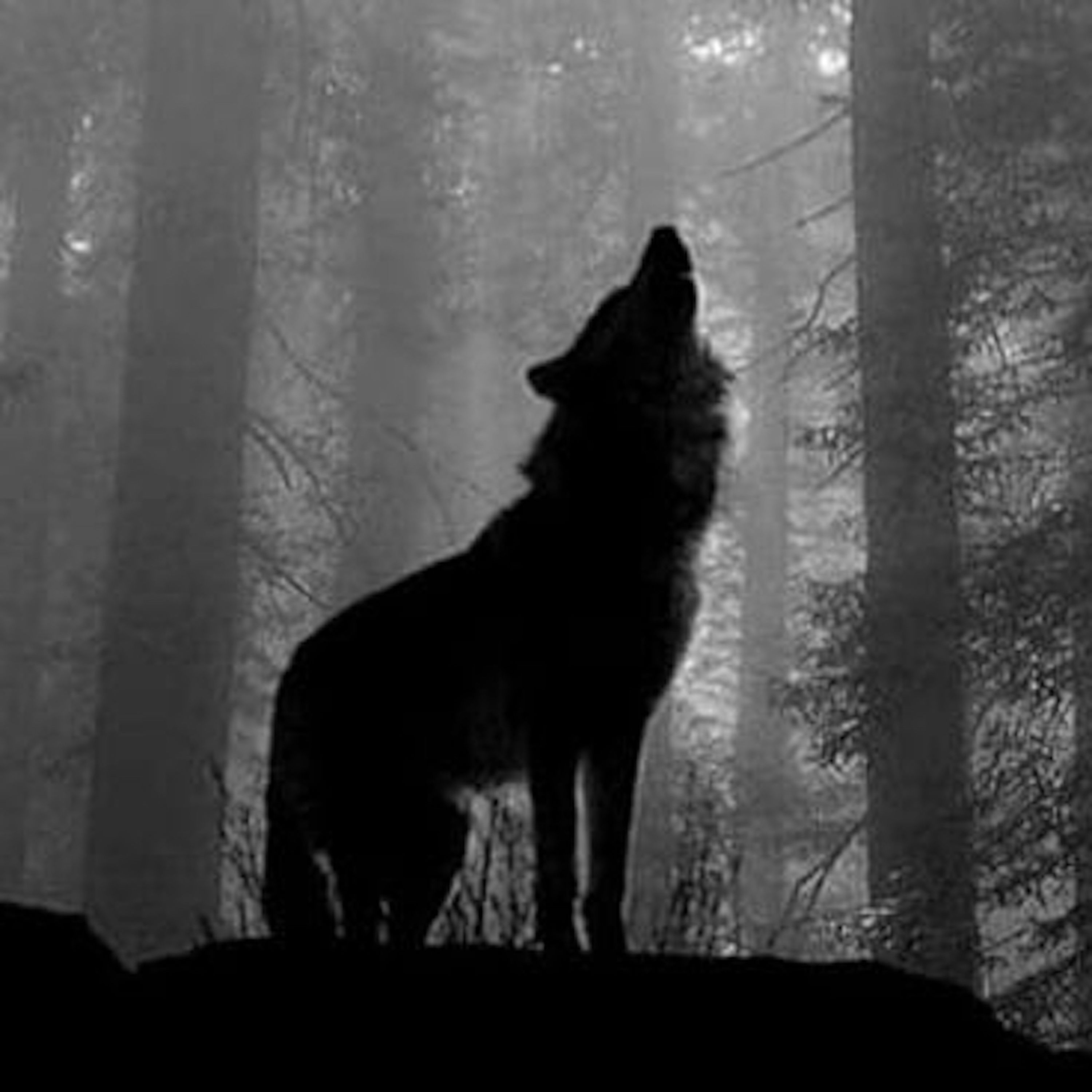 Волк в ночном лесу10